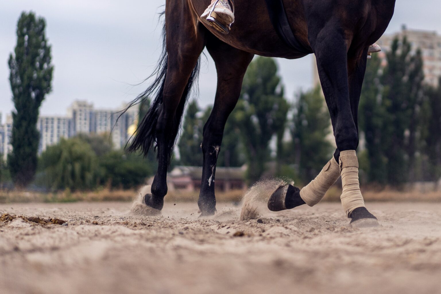 Bästa Veterinär för dig i Kråktorp