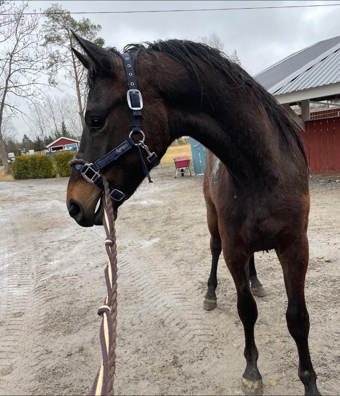 Professionell Hästveterinär i Gagnbro